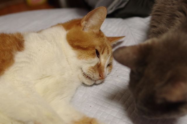 20180411rin05.jpg