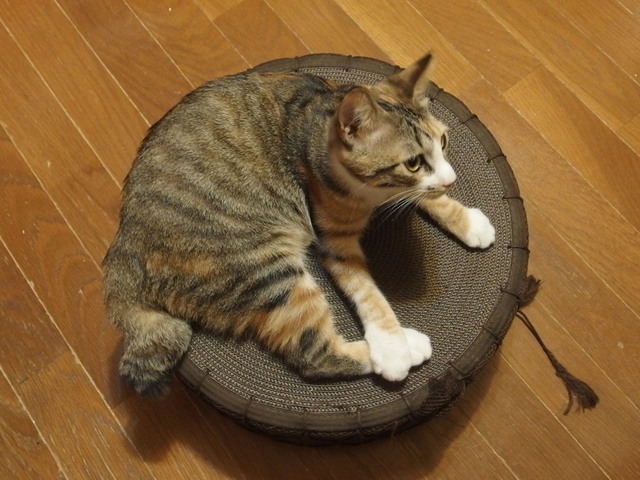 20180414mikena01.jpg