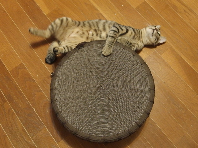 20180414niini01.jpg