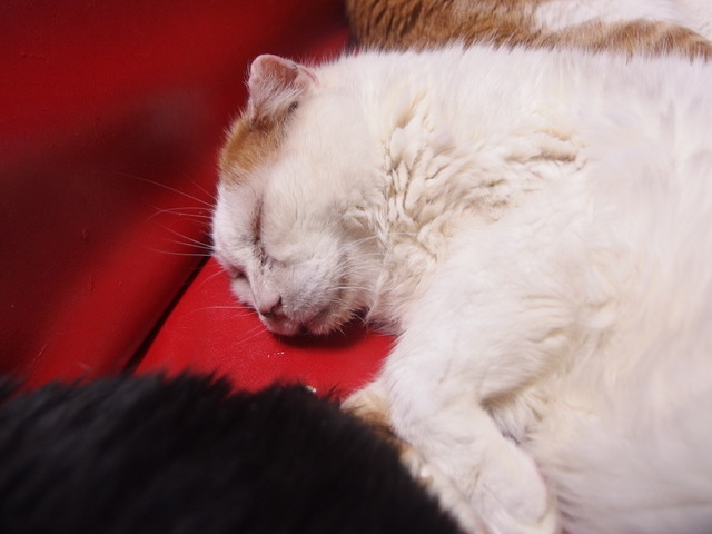 20180422oomike01.jpg