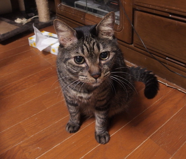 20180515ramu03.jpg