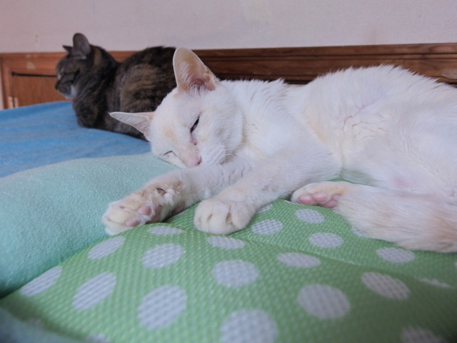 20180521yuki01.jpg