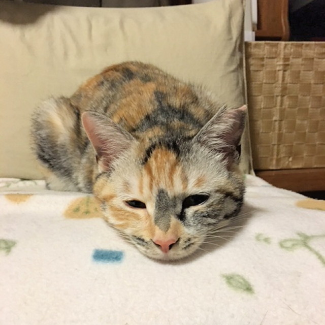 20180523haru01.jpg