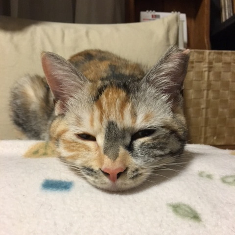 20180523haru02.jpg