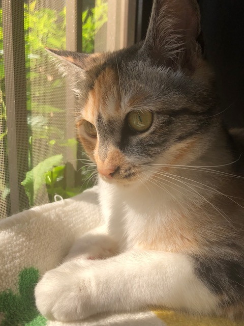 20180626_haru01.jpg