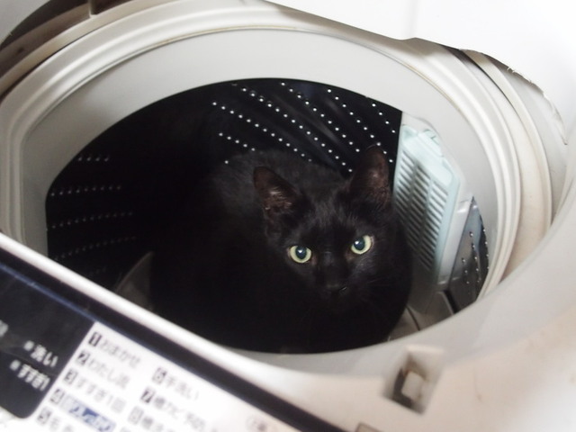 20180720kuro01.jpg