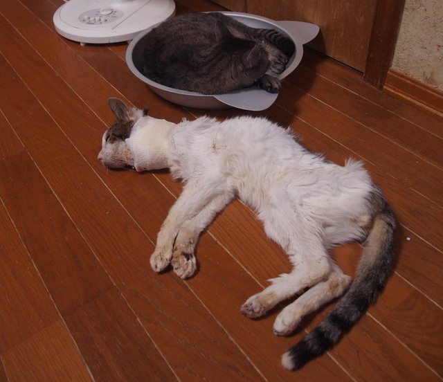 20180726mizu02.jpg