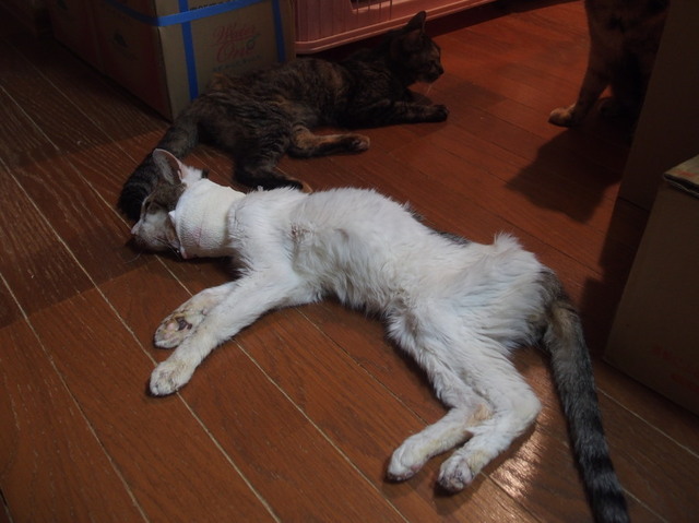 20180726mizu_tutuji01.jpg