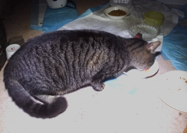 20180810gonta01.jpg