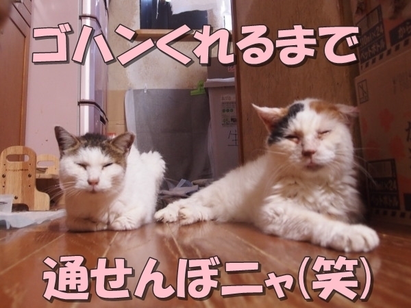 20180827tomo_oomike02.jpg