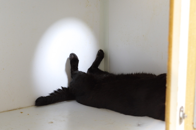 20180828kuro01.jpg