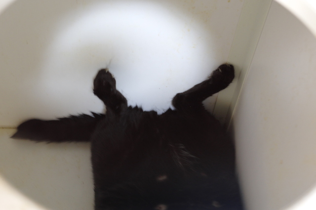 20180828kuro04.jpg