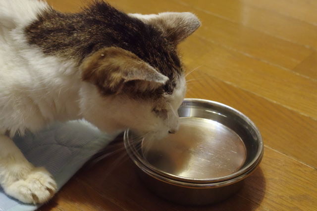20180901tomo00.jpg