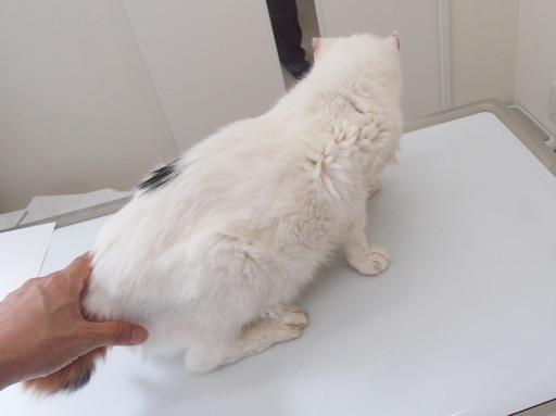 20180909oomike02.jpg