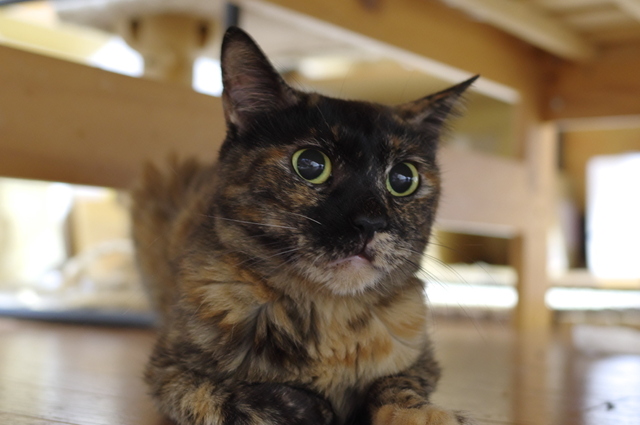 20180910nozomi01.jpg