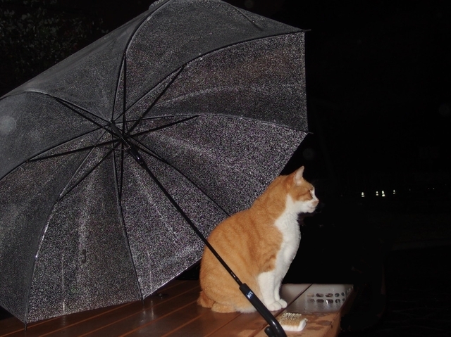 20180916taro02.jpg