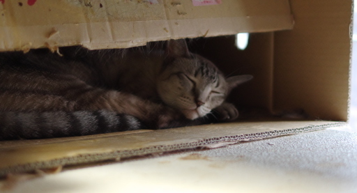 20180922chiro02.jpg