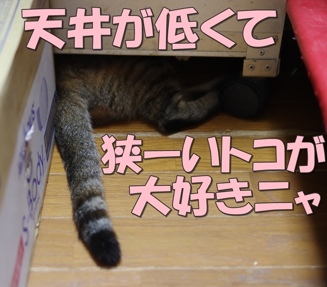 20181010donchan02.jpg