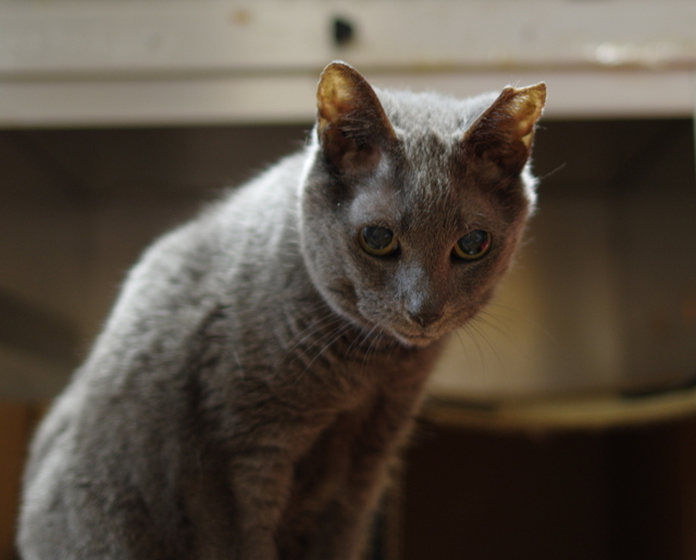 20181018ichi01.jpg