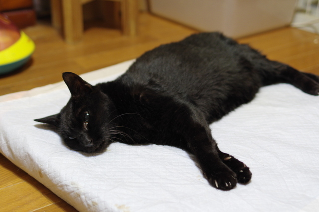 20181028kuro01.jpg