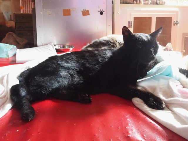 20181028kuro01.jpg