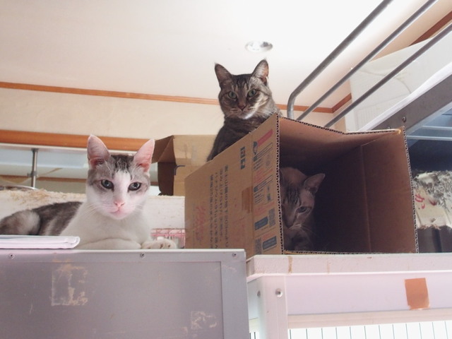 20181028kuro02.jpg