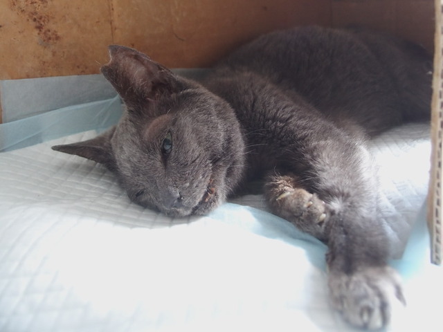 20181109ichi01.jpg