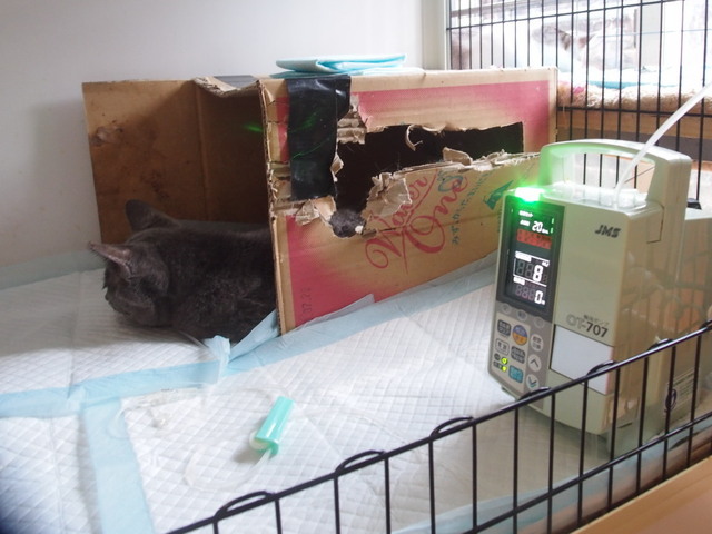20181109ichi04.jpg