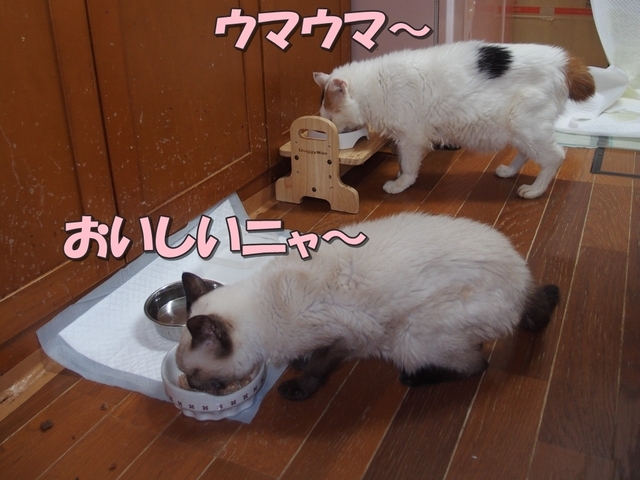 20181110milk_oomike02.jpg