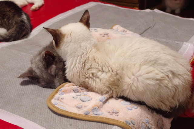 20181124ichi_milk02.jpg