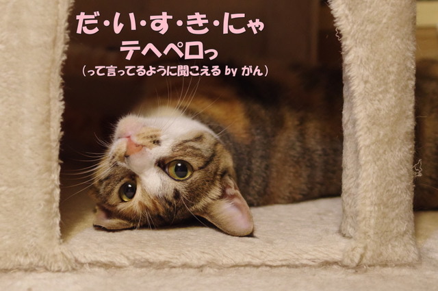 20181129mikena04.jpg