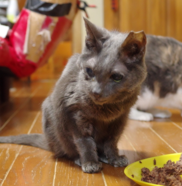 20181215ichi02.jpg