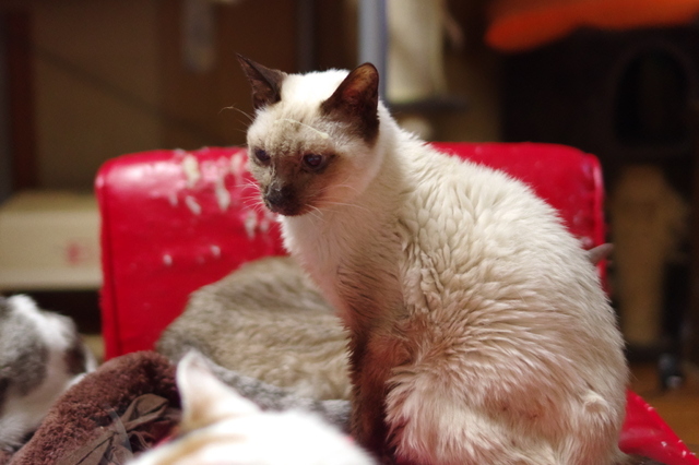 20181225milk01.jpg