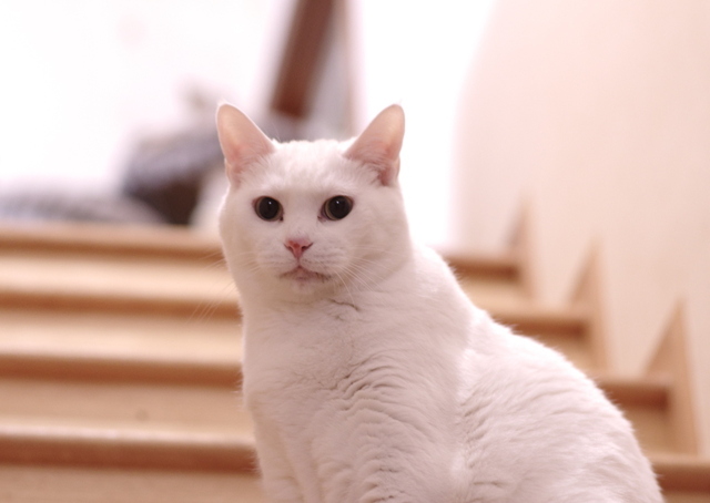20190130hina01.jpg