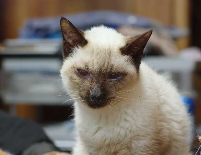 20190130milk01.jpg