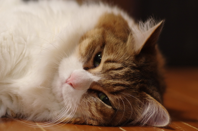 20190130mimi01.jpg