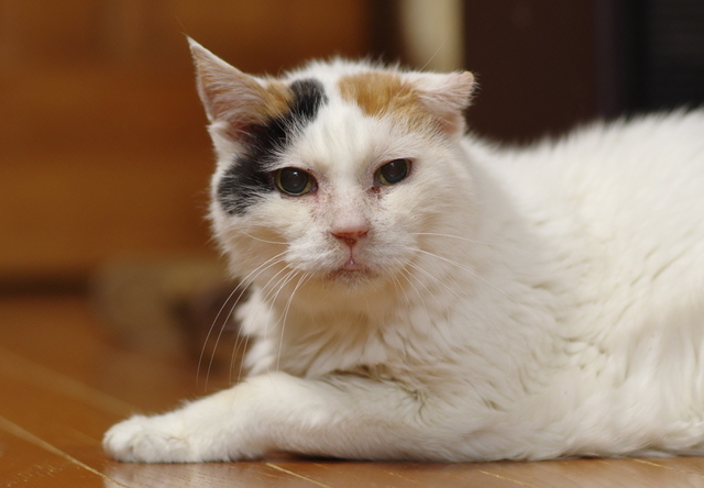 20190130oomike01.jpg