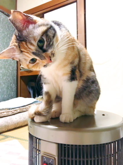 20190214haru01.jpg