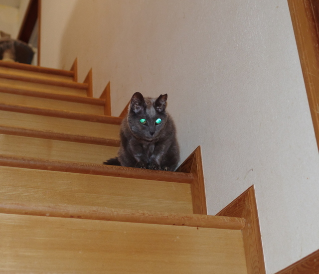 20190219ichi02.jpg