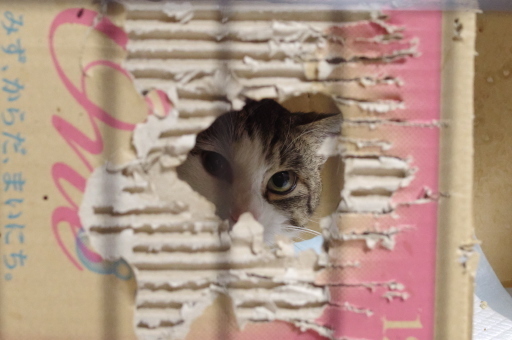 20190224masuo03.jpg