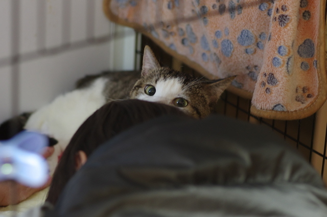 20190315katsuo02.jpg