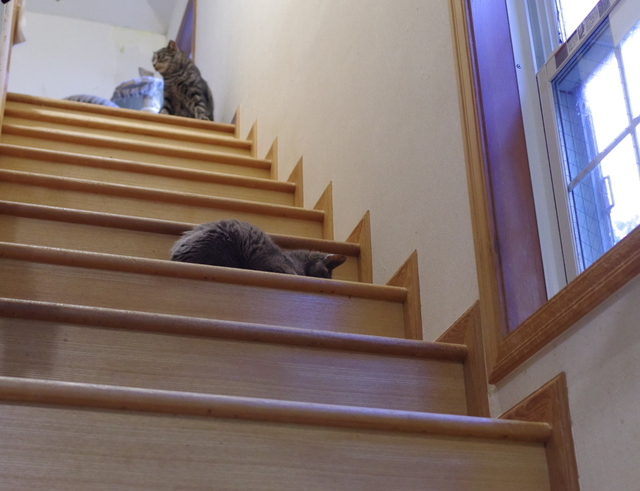 20190321ichi01.jpg