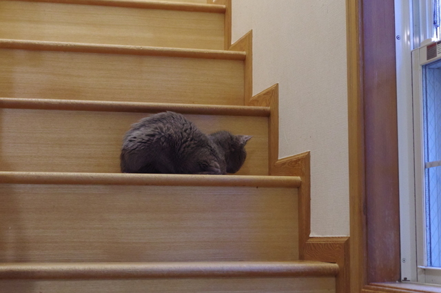 20190321ichi02.jpg