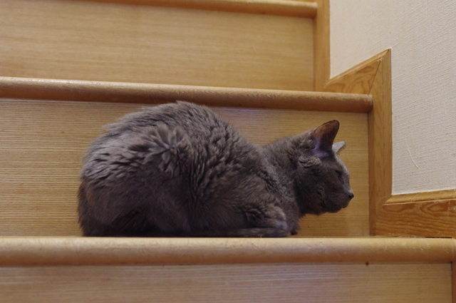20190321ichi03.jpg