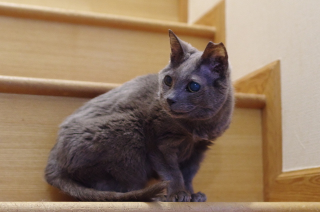 20190321ichi04.jpg