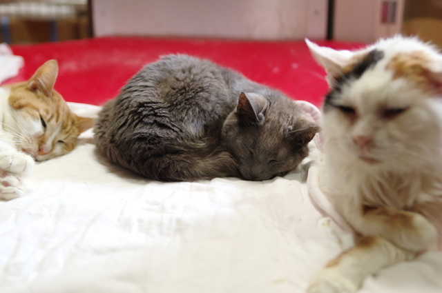 20190330ichi01.jpg