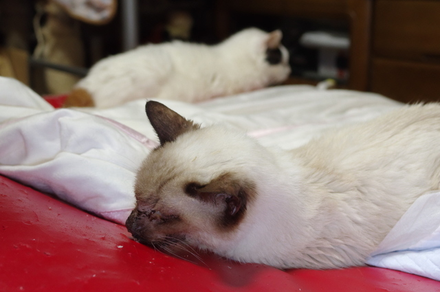 20190330milk01.jpg