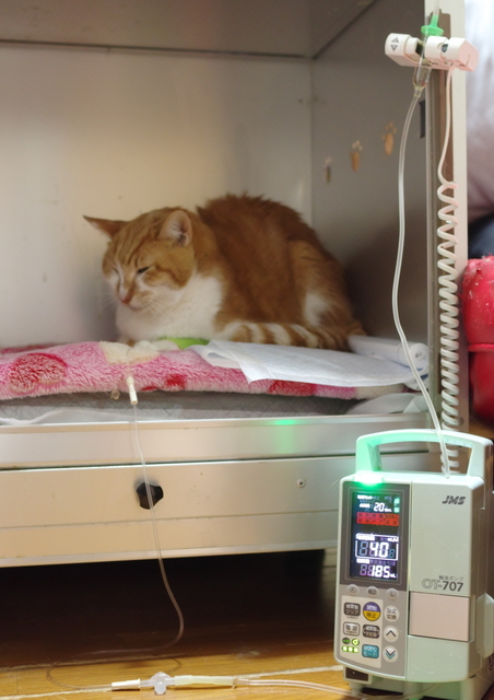 20190330rin01.jpg