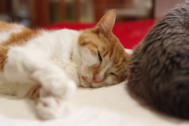 20190330rin03.jpg