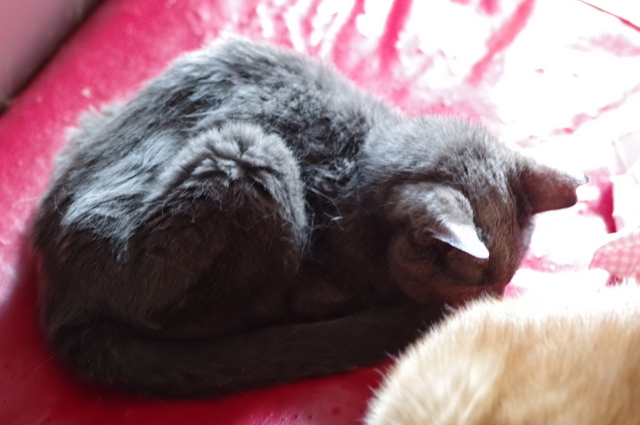 20190421ichi01.jpg